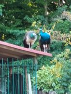 vrouwelijke pauwen gezocht lo, Vrouwelijk