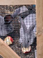 Duitse reus sable rammetjes, Dieren en Toebehoren, Konijnen