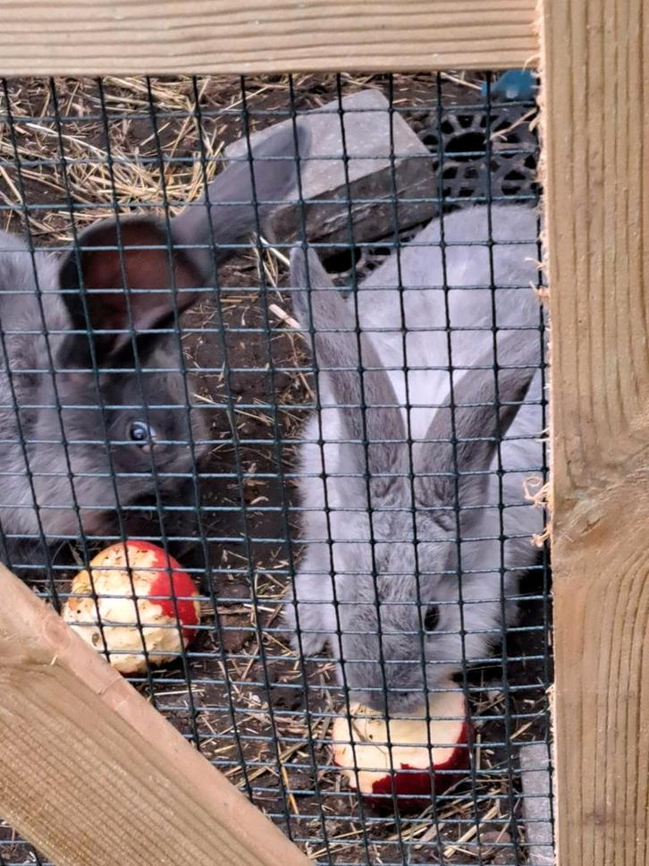 Béliers géants allemands, Animaux & Accessoires, Lapins