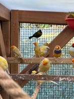 Verschillende exoten tekoop, Dieren en Toebehoren, Vogels | Overige Vogels, Meerdere dieren, Tropenvogel, Geringd