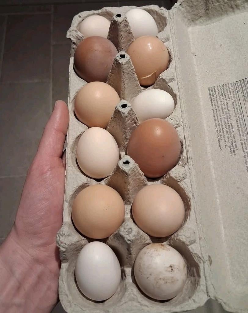 Verse Eitjes te koop, Ophalen