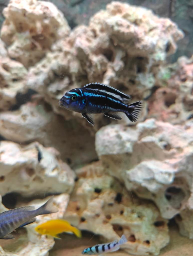 Melanochromis Maingano, Vis