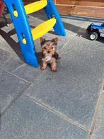 Mini Yorkshire terriër pups, Yorkshire Terrier, Belgique, Plusieurs, Hépatite contagieuse (maladie de Rubarth)