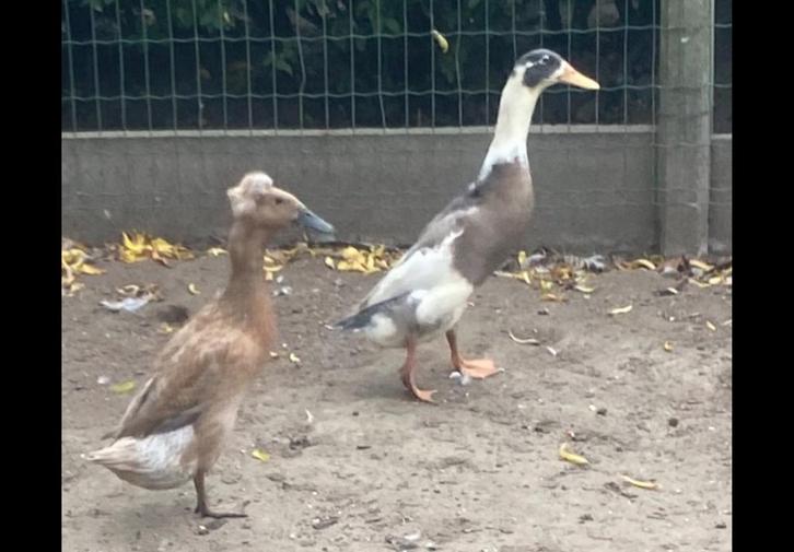 Loopeenden kuif pompon, Animaux & Accessoires, Volatiles, Canard