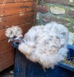 Zijdehoen hennen, Dieren en Toebehoren, Vrouwelijk, Kip