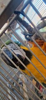 L'équipe Ara Barauna, Mâle, Perroquet, Parleur