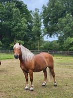 Haflinger ruin 10 jaar, Dieren en Toebehoren, Pony's, Ruin, Niet van toepassing, Recreatiepony, D pony (1.37m tot 1.48m)