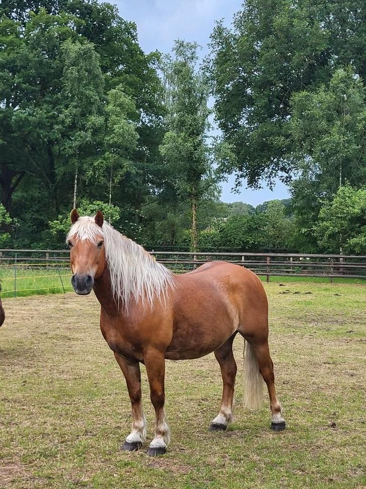 Haflinger ruin 10 jaar, Dieren en Toebehoren, Pony's, Ruin, Niet van toepassing, D pony (1.37m tot 1.48m), Recreatiepony, 7 tot 10 jaar