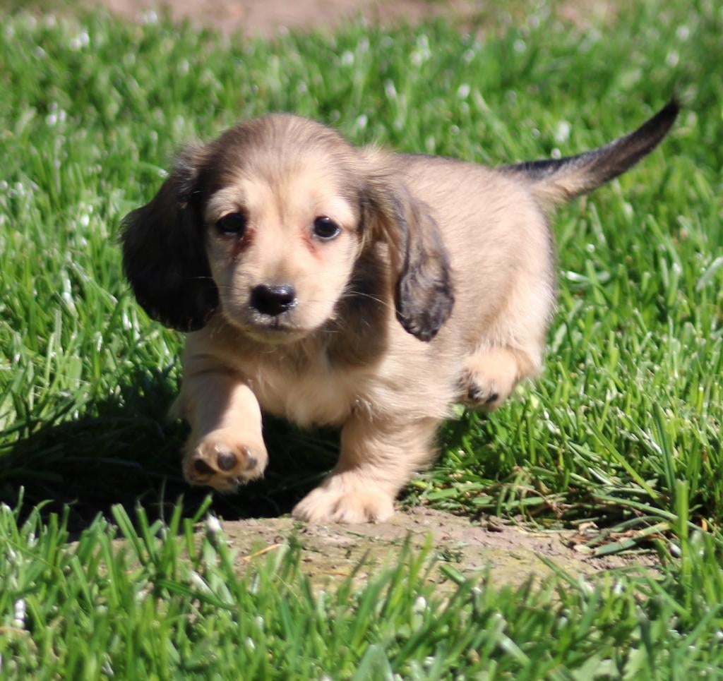 Teckel pup Shaded Cream, Dieren en Toebehoren, Parvo, België, Reu, 8 tot 15 weken