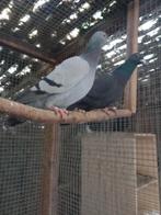 Kleurpostduif blauw zwartgeband, Animaux & Accessoires, Oiseaux | Pigeons, Femelle, Pigeon voyageur