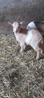 Super mooie lammetjes, Dieren en Toebehoren, Schapen, Geiten en Varkens, Meerdere dieren, Geit, 0 tot 2 jaar