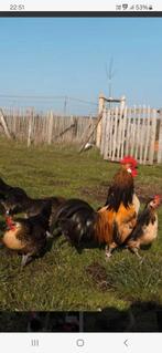 Ik zoek engelse kippen krielen ( regio Oost vlaanderen), Dieren en Toebehoren, Pluimvee