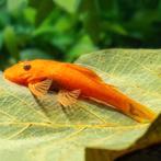 jonge oranje-rode ancistrus ruitenkuisers, Poisson, Poisson d'eau douce