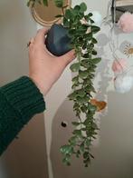 Fausse plante pendante, Enlèvement ou Envoi