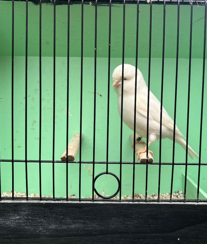 Glosters, Mâle, Canari de posture