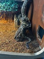 Terrarium met konings python, Serpent, Domestique, 0 à 2 ans