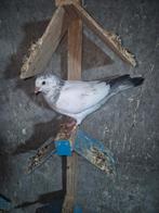 20€ stuk. Pakistan hoogvlieger Jonge duiven