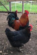 À vendre – 3 Poule Marans + 1 coq (lot complet uniquement)