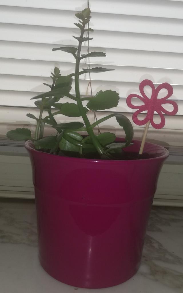 Echange ou vend kalanchoé jaune, Maison & Meubles, Plantes d'intérieur, Plante à fleurs, Plein soleil, En pot, Enlèvement