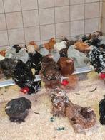 cochin, Dieren en Toebehoren, Meerdere dieren, Kip