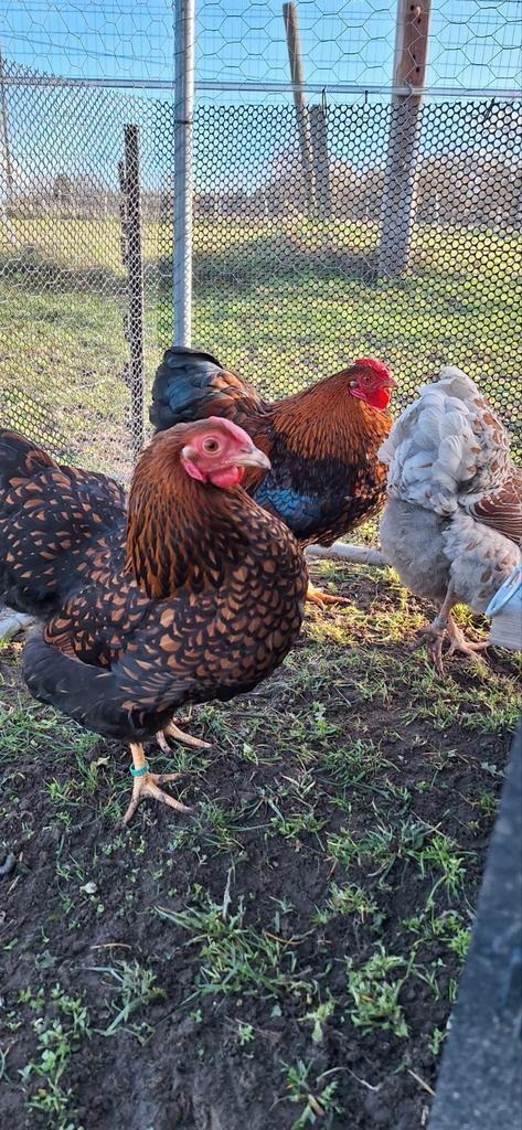 Oeufs fécondés, Animaux & Accessoires, Volatiles