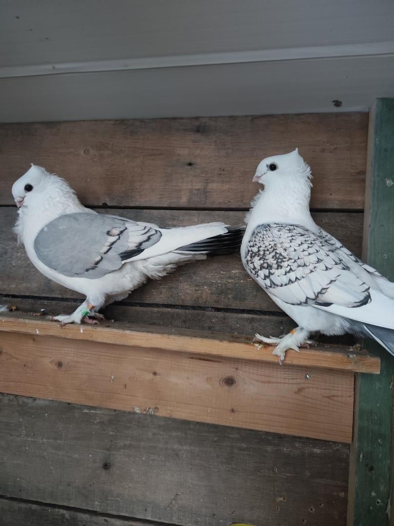 Goélands orientaux, Enlèvement