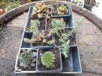 planten, Overige soorten, Vaste plant, Ophalen of Verzenden, Halfschaduw