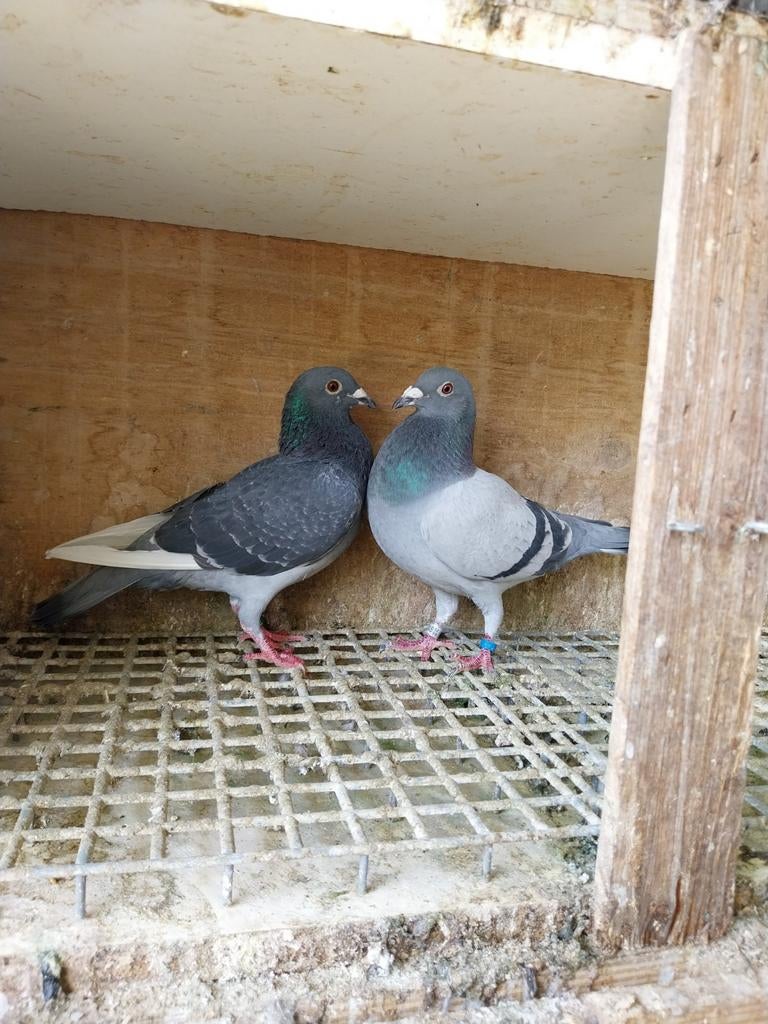 Mooie koppel postduiven(20€ per stuk), Dieren en Toebehoren