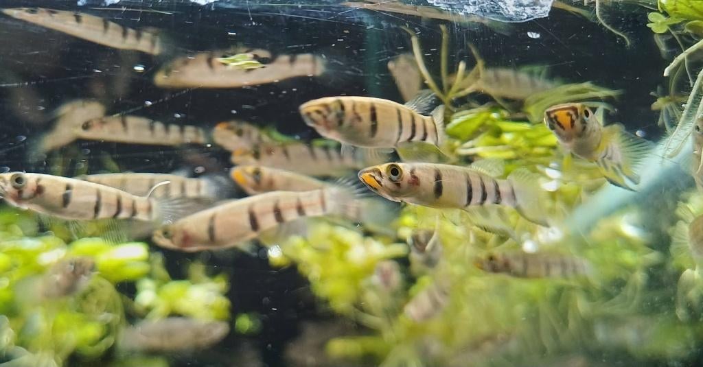 Hobbyaquarium Epiplatys Dageti / dwarsbandsnoekje 5=€10,00, Dieren en Toebehoren, Vis, Zoetwatervis, Schoolvis