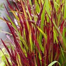 Imperata Red Baron, Ophalen