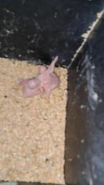 halsband parkieten Temmen2 weeken oud, Dieren en Toebehoren