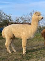Dekrijpe mooie alpaca hengst, Juin, Mâle