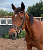 Bomproof merrie, eerlijk zacht, Dieren en Toebehoren, Paarden, Merrie