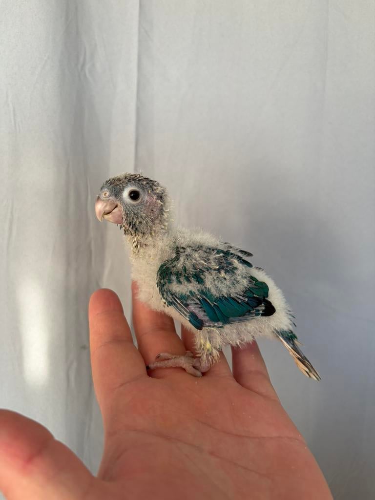 Conure violet eam, Animaux & Accessoires, Oiseaux | Perruches & Perroquets, Mâle, Perroquet