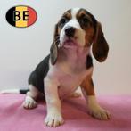 Beagle - Spleelse pups te koop, Dieren en Toebehoren, Parvo, België, Beagle, Handelaar