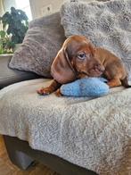 Chiots teckel, Animaux & Accessoires, Chiens | Teckels & Bassets, Poils courts, Chien (mâle), Belgique, 8 à 15 semaines