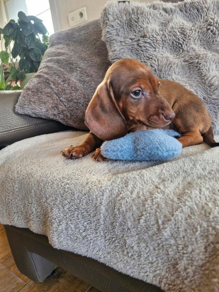 Chiots teckel, Animaux & Accessoires, Chiens | Teckels & Bassets, Chien (mâle), Poils courts, Nain, Éleveur | Loisir, Plusieurs