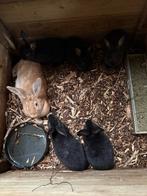 Nest vleeskonijnen konijnen te koop, Meerdere dieren, Groot, 0 tot 2 jaar