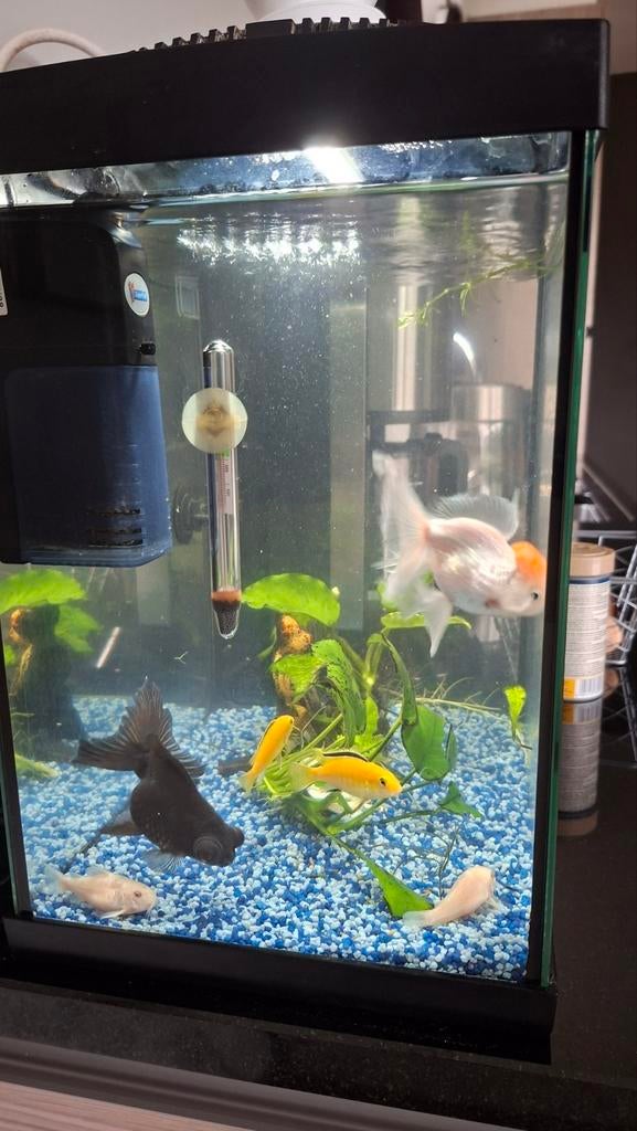 Superfish 30 liter, Dieren en Toebehoren, Ophalen, Filter, Superfish