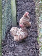 Cochin kriel, Dieren en Toebehoren, Pluimvee