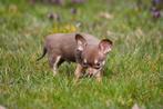 Chiots chihuahua à vendre (poil court), Plusieurs, Chihuahua, Hépatite contagieuse (maladie de Rubarth), Belgique