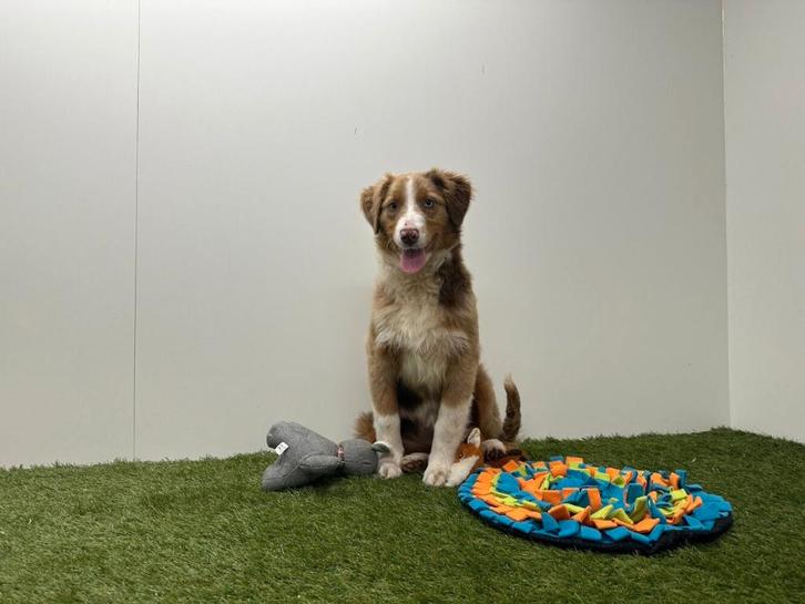 Australische Herder puberpups, Dieren en Toebehoren, Honden | Herdershonden en Veedrijvers, Meerdere dieren, Herder, Fokker | Professioneel