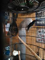 Schamalijster man 2023, Dieren en Toebehoren, Vogels | Overige Vogels