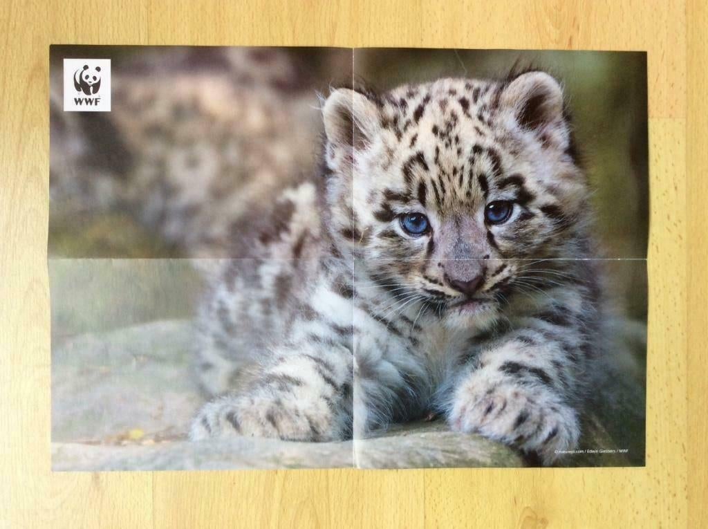 dierenposters (98x65 cm en 42x30 cm) -leeuw,sneeuwluipaard, Enlèvement ou Envoi, Utilisé