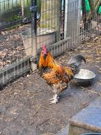Haan kruising zijdehoender,zwarte legkip