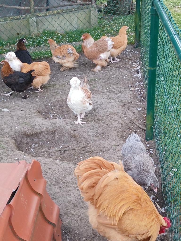 Orpington buff : groothoenders en krielen, Dieren en Toebehoren, Meerdere dieren, Kip