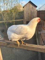Araucana kippen, Poule ou poulet