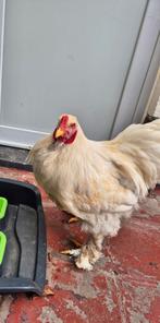 2 Brahma hanen handtam Lemon Pyle, Dieren en Toebehoren