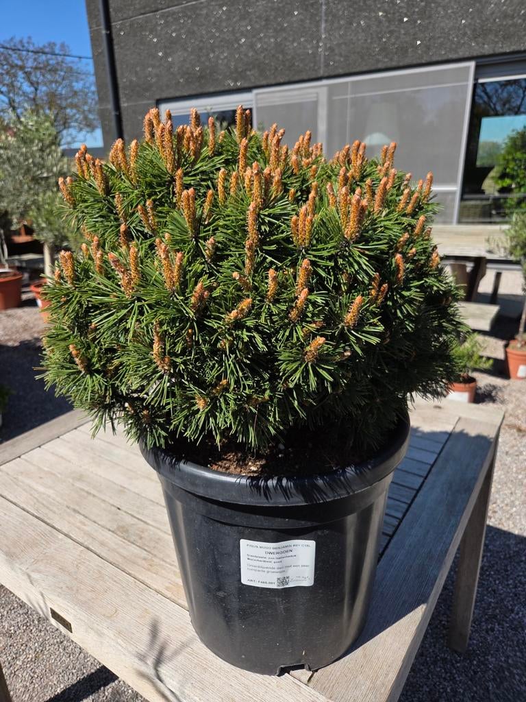 Pinus Mugo Benjamin, Tuin en Terras, Planten | Bomen, Ophalen, Halfschaduw