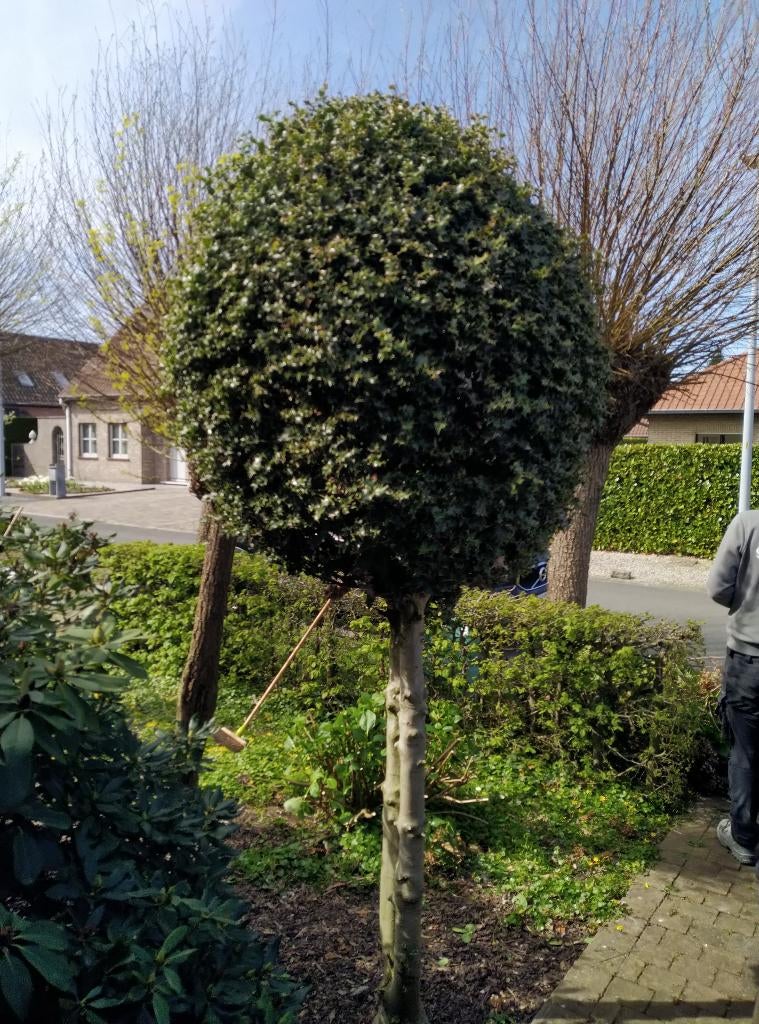 houx à feuilles persistantes avec une belle couronne dense, Enlèvement, Houx
